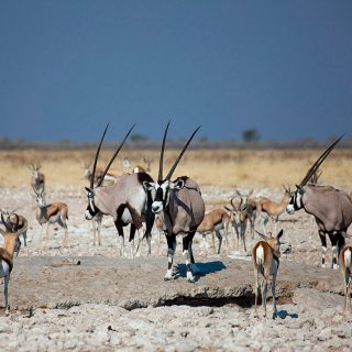 EV_Oryx in Etosha