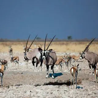 EV_Oryx in Etosha