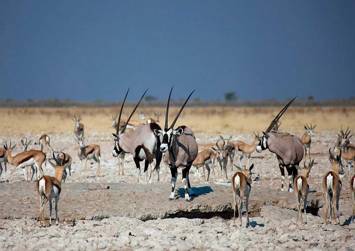 EV_Oryx in Etosha