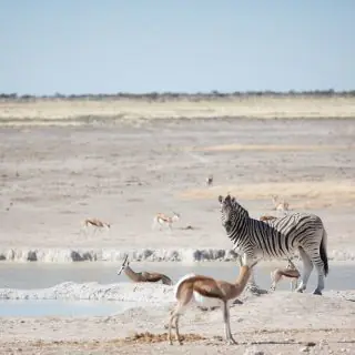 _Waterhole in Etosha National park