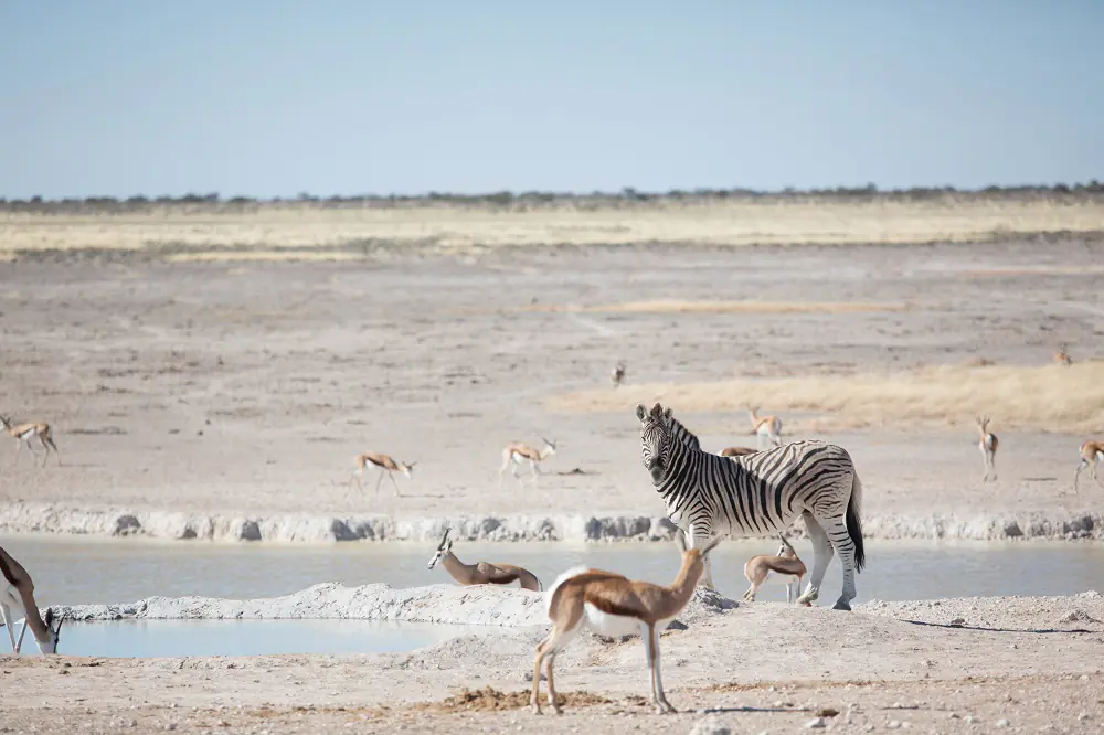 _Waterhole in Etosha National park
