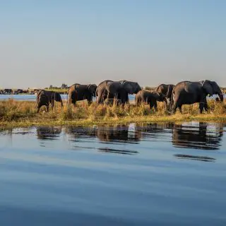 Chobe Boat Cruise