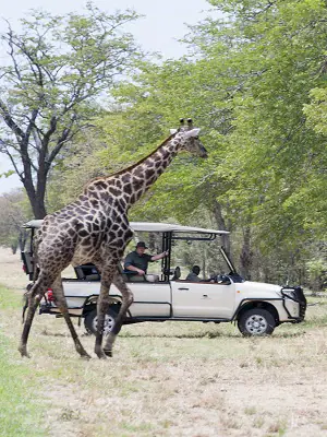 Game drive in Khwai Concession