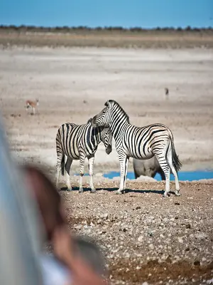 Zebra at a water hole in Etosha
