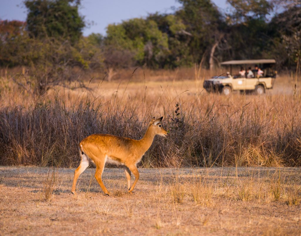 Kafue national park game drive puku